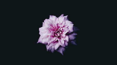 粉色有花瓣的花朵数字壁纸
